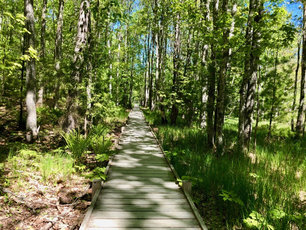15 of the Best Hikes in Acadia National Park: Exploring Mount Desert Island 38 A long, wooden boardwalk through a bright green forest. The Jesup Trail is one of the best hikes in Acadia National Park.