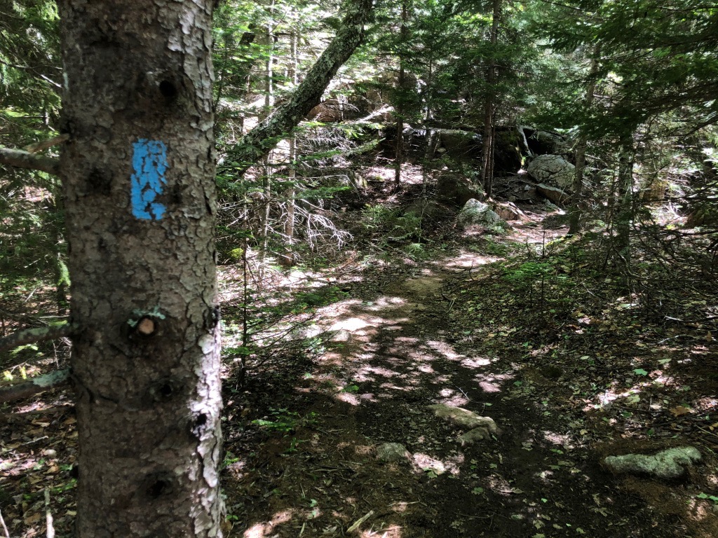 15 of the Best Hikes in Acadia National Park: Exploring Mount Desert Island 5 Blue blazes on a tree mark the path on one of the best trails in Acadia