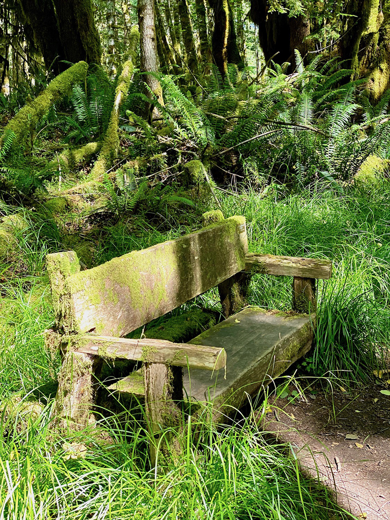 Olympic National Park Itinerary: How to Spend Three Days in Olympic National Park 11 Green moss covers a bench in Olympic National Park
