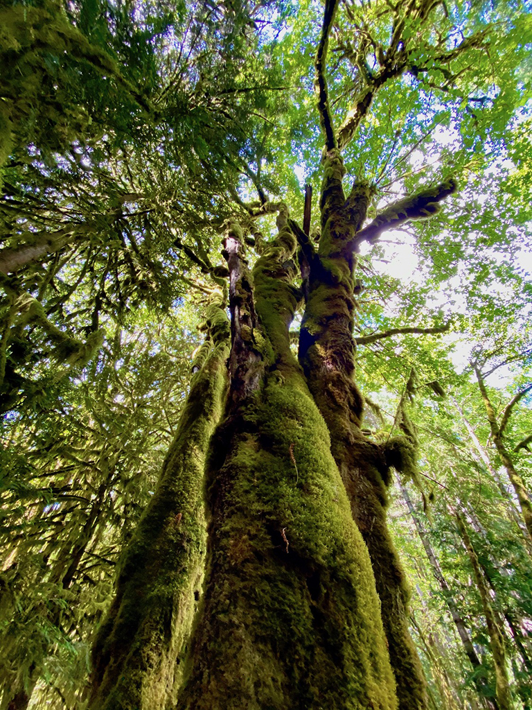 Olympic National Park Itinerary: How to Spend Three Days in Olympic National Park 12 Green moss covers a large tree in the Hoh Rainforest, which cannot be missed on any Olympic National Park Itinerary