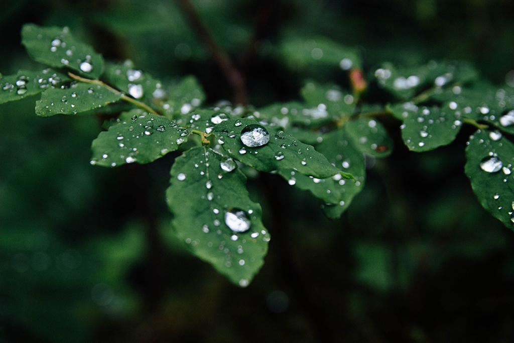 Olympic National Park Itinerary: How to Spend Three Days in Olympic National Park 2 Rain drops on green leaves