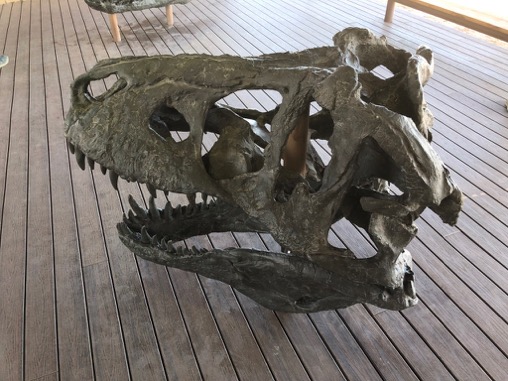 How to Spend 3 Days in Big Bend National Park: Itinerary 31 The fossilized skull of a dinosaur seen at Big Bend's Fossil Exhibit