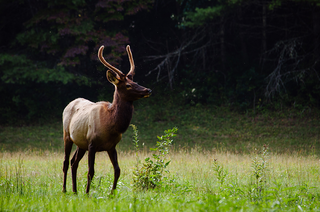 Camping in Great Smoky Mountains National Park: The Ultimate Guide to All 9 Campgrounds 2 An elk on alert in a field in Great Smoky Mountains National Park