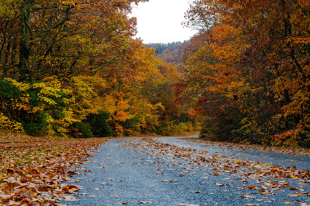 Camping in Great Smoky Mountains National Park: The Ultimate Guide to All 9 Campgrounds 3 Fall colors above the paved road in Great Smoky Mountains National Park