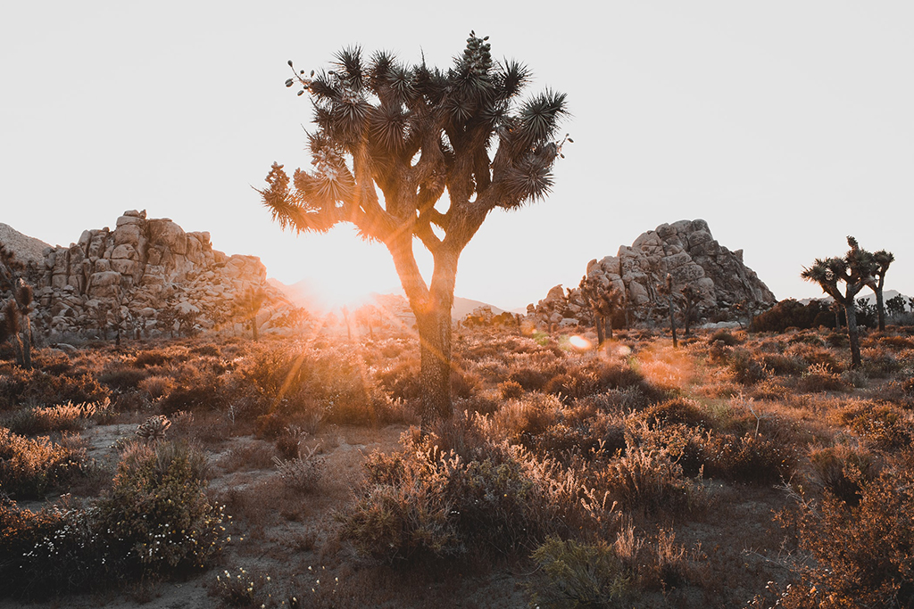 Camping in Joshua Tree National Park: The Ultimate Guide to All 9 Campgrounds 2 The sun sets behind a Joshua tree, giving it a nice silhouette. Seen while camping in Joshua Tree National Park.