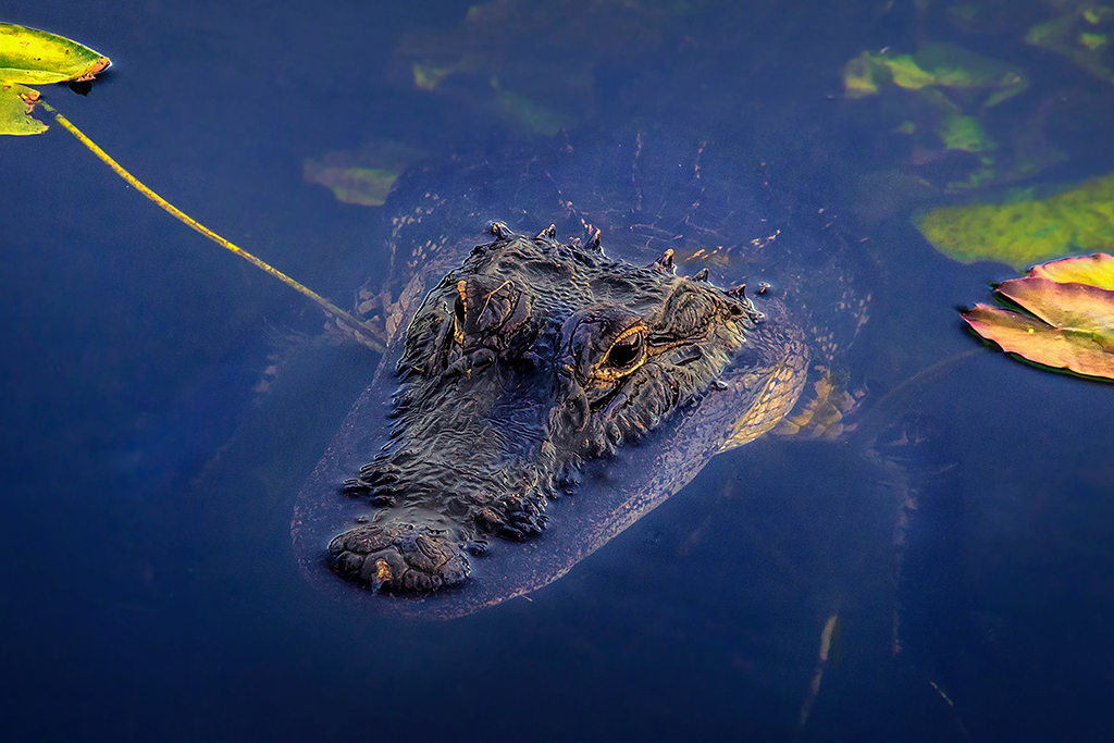 List of US National Parks in Alphabetical Order (All 400+!) 22 An alligator's eyes and snout poke out of the dark blue water