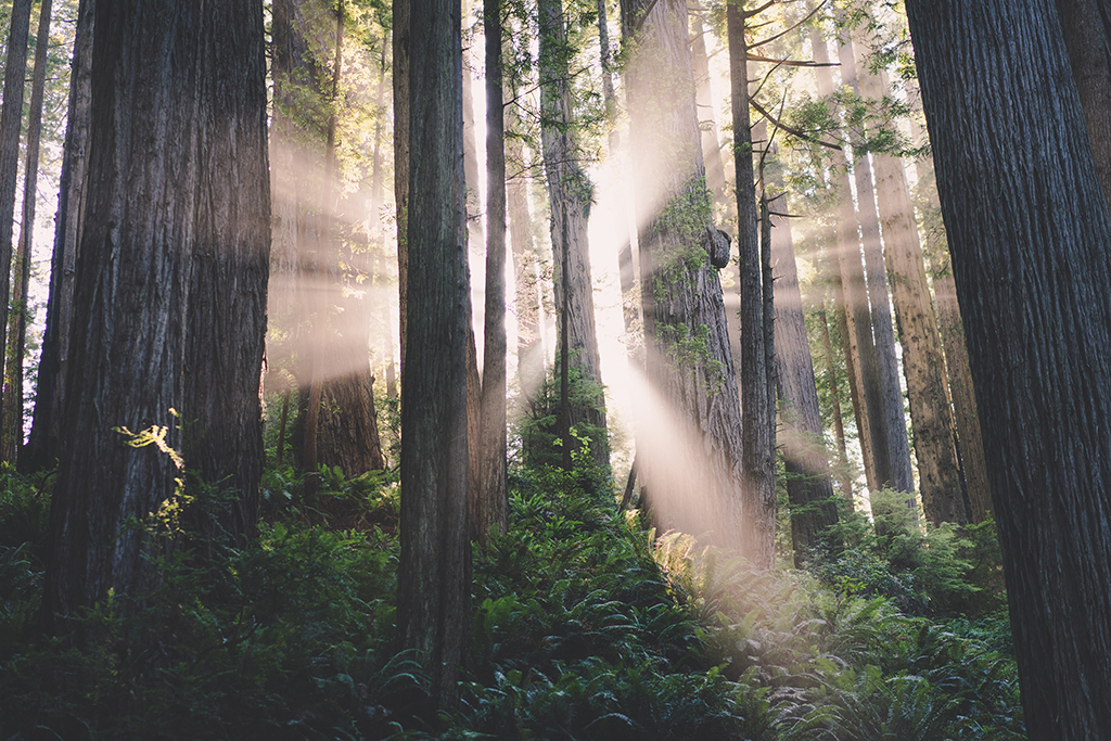 List of US National Parks in Alphabetical Order (All 400+!) 34 Sun beams shine between the trunks of Redwood trees