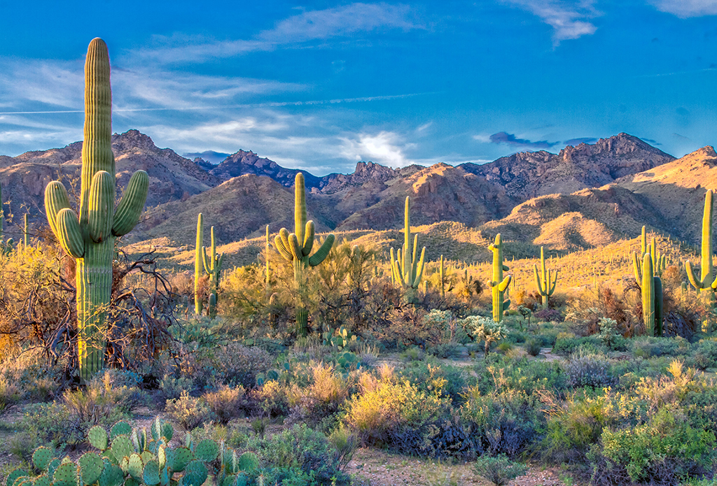 List of US National Parks in Alphabetical Order (All 400+!) 35 Cacti grow in desert fields below mountains