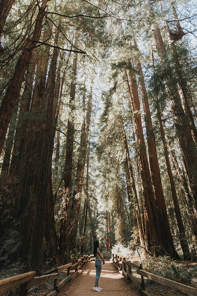 How to Plan the Perfect Trip to Muir Woods National Monument 5 A female hiker looks up to admire the tall redwood forest