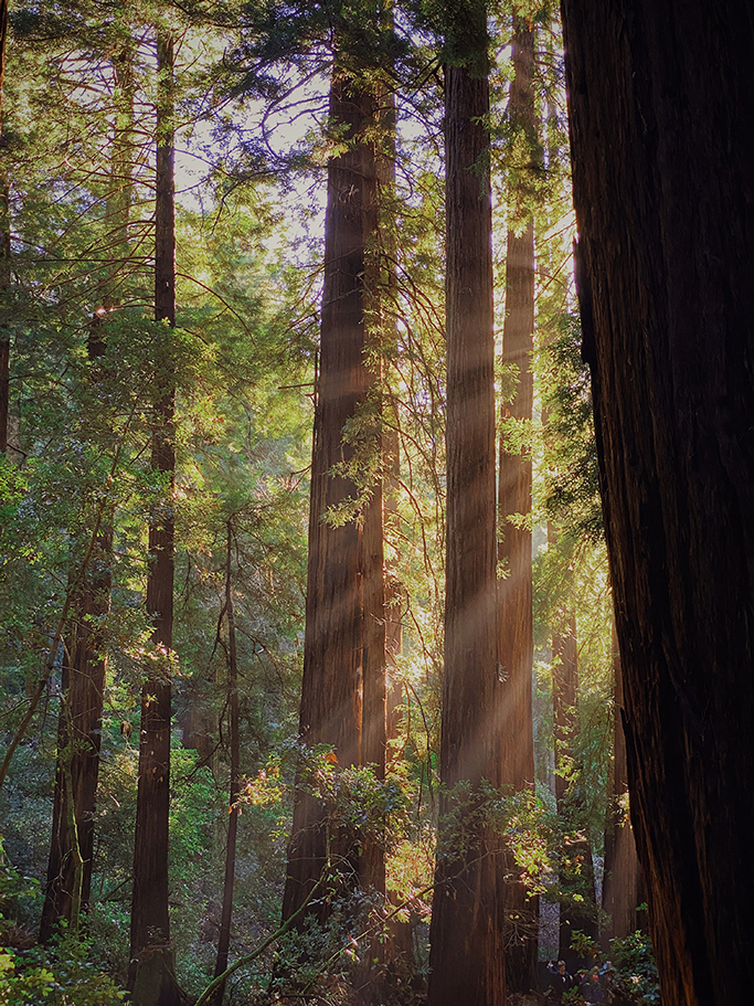 How to Plan the Perfect Trip to Muir Woods National Monument 8 Beams of sunlight casted between redwood trunks