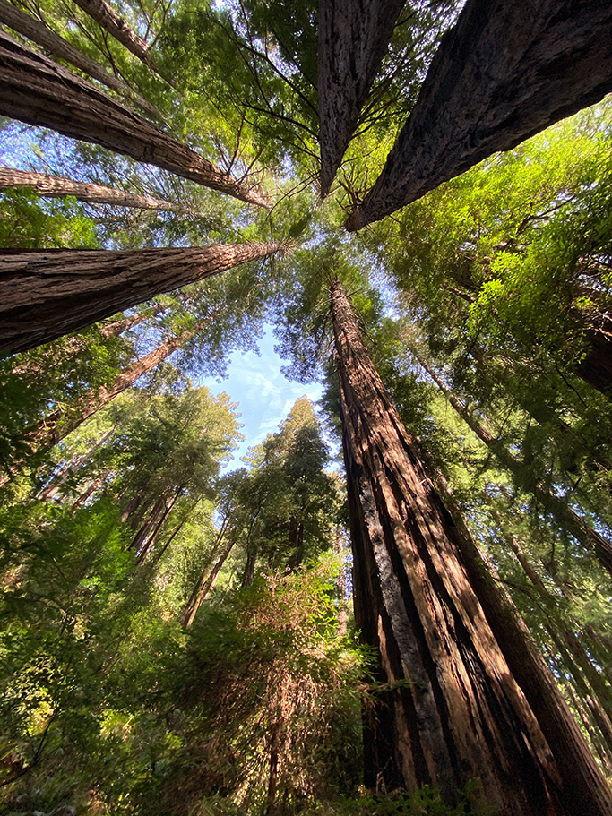 How to Plan the Perfect Trip to Muir Woods National Monument 7 The tops of redwood trees