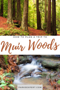 How to Plan the Perfect Trip to Muir Woods National Monument 13 Our Expert guide will help with everything you need to know about Muir Woods reservations, hiking, and more.