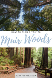 How to Plan the Perfect Trip to Muir Woods National Monument 12 Our Expert guide will help with everything you need to know about Muir Woods reservations, hiking, and more.