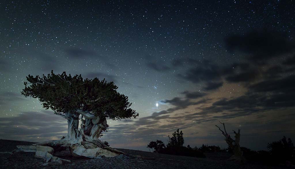 3 Scenic National Parks in Nevada 5 The milky way shines in the sky above a bristlecone pine in Great Basin National Park