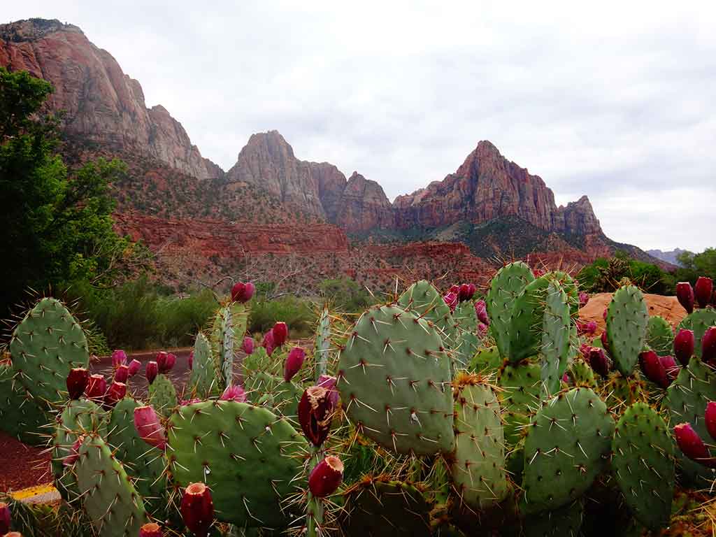 Zion National Park Camping Guide: Everything You Should Know About Camping in Zion 2 Green cacti with red buds below an orange rock formation in Zion