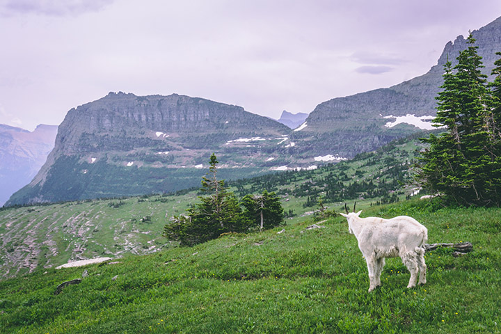A mountain goat takes in the scenic mountain view