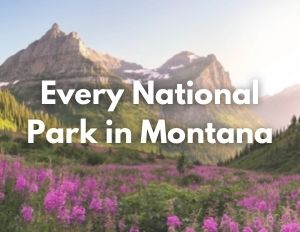 Glacier National Park 7 An image of pink wildflowers below gray mountains. Over the image is white text that reads "Every National Park in Montana"