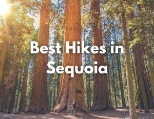 Hiking 14 A hiker stands at the bottom of a giant sequoia tree. Over the image, white text says "Best Hikes in Sequoia"