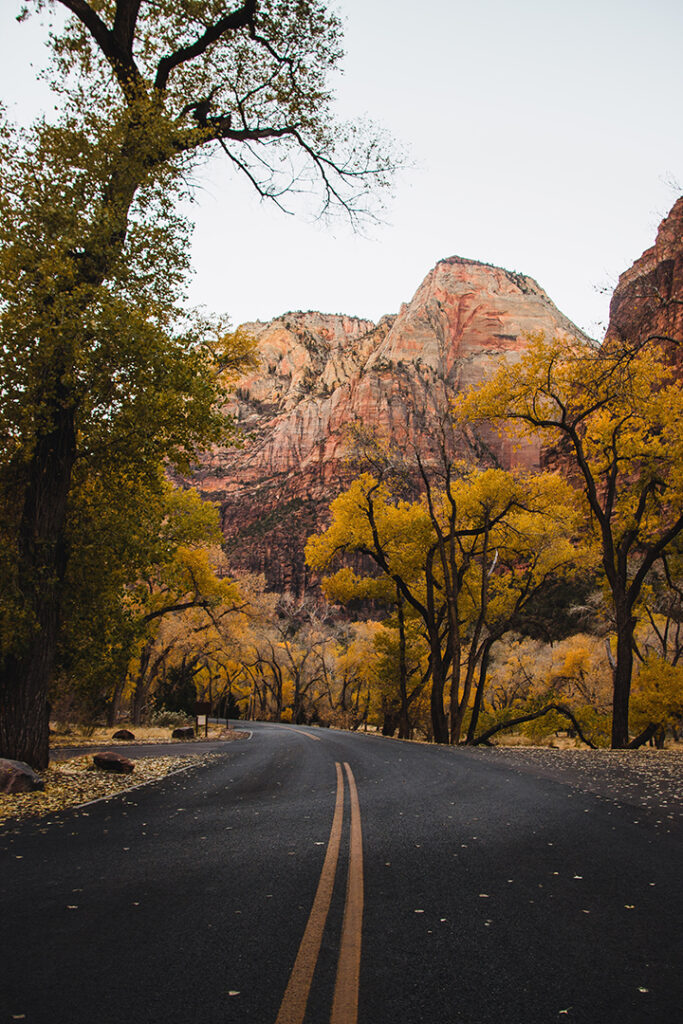 One Day in Zion: 4 Ways to Spend an Epic 24 Hours in Zion National Park 2 Yellow leaves on trees above a paved road