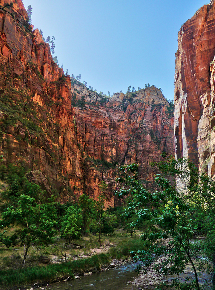 One Day in Zion: 4 Ways to Spend an Epic 24 Hours in Zion National Park 32 Bright red rocks contrast with green trees