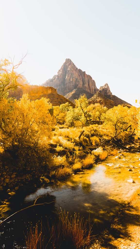 One Day in Zion: 4 Ways to Spend an Epic 24 Hours in Zion National Park 26 Yellow leaves on trees lining a river