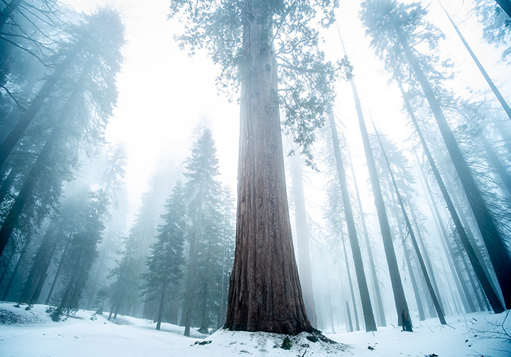 Sequoia National Park 7 A hazy snowy atmosphere in a sequoia forest in winter