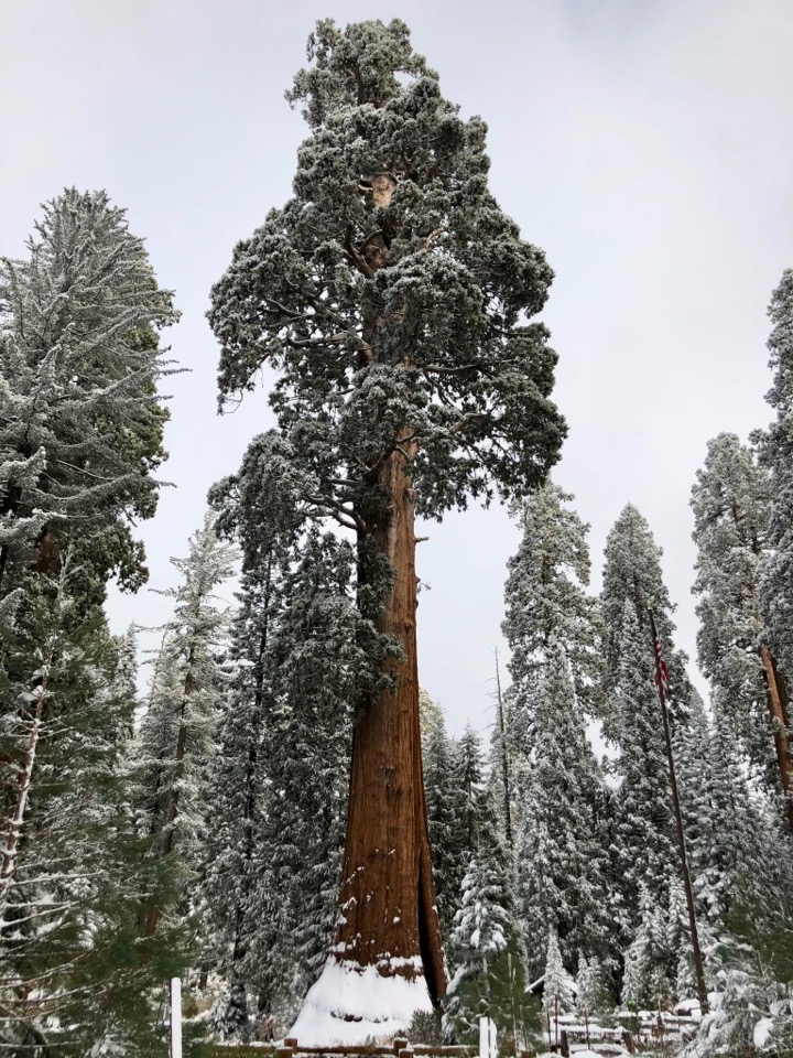 Visiting Sequoia National Park in Winter: The Ultimate Guide 2 A dusting of snow on trees in Sequoia National Park in winter