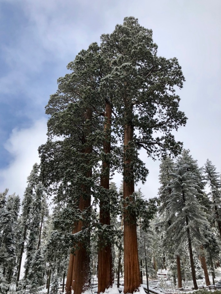 Visiting Sequoia National Park in Winter: The Ultimate Guide 6 A dusting of snow on trees in Sequoia National Park in winter