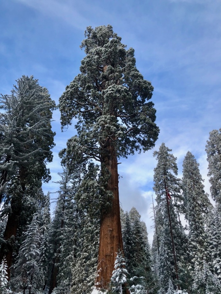 Visiting Sequoia National Park in Winter: The Ultimate Guide 31 A dusting of snow on trees in Sequoia National Park in winter