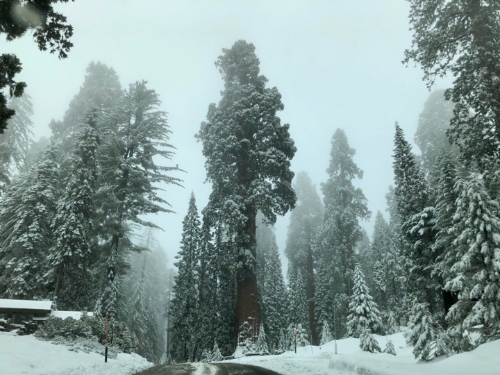 Visiting Sequoia National Park in Winter: The Ultimate Guide 8 A dusting of snow on trees in Sequoia National Park in winter