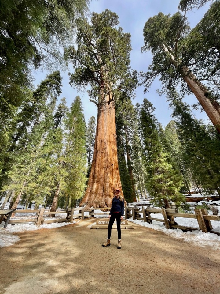 Visiting Sequoia National Park in Winter: The Ultimate Guide 7 A dusting of snow on trees in Sequoia National Park in winter