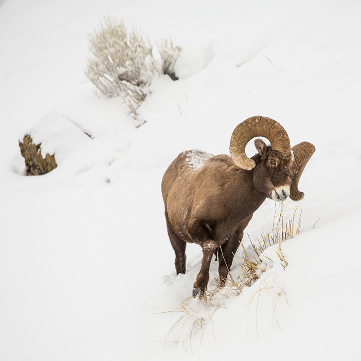 Yellowstone in Winter: Everything You Need to Know for A Spectacular Trip 4 A bighorn sheep traverses a snowy hill