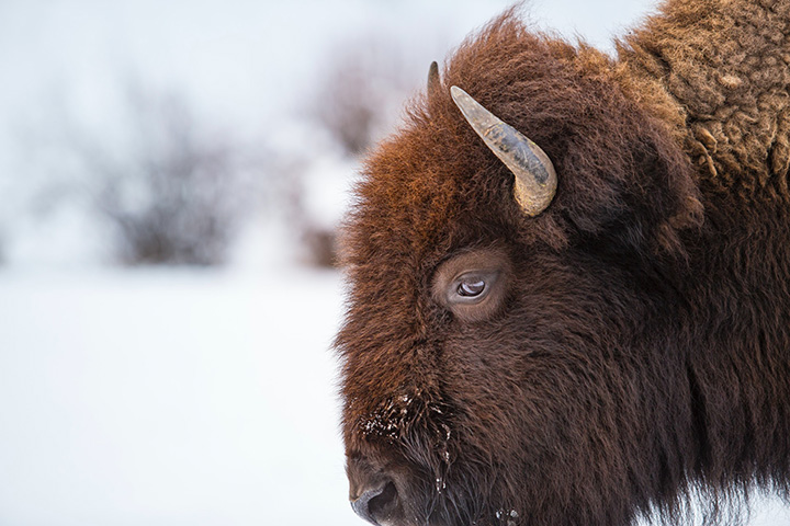 Yellowstone in Winter: Everything You Need to Know for A Spectacular Trip 2 A close up of a bison on a snowy landscape in Yellowstone in winter