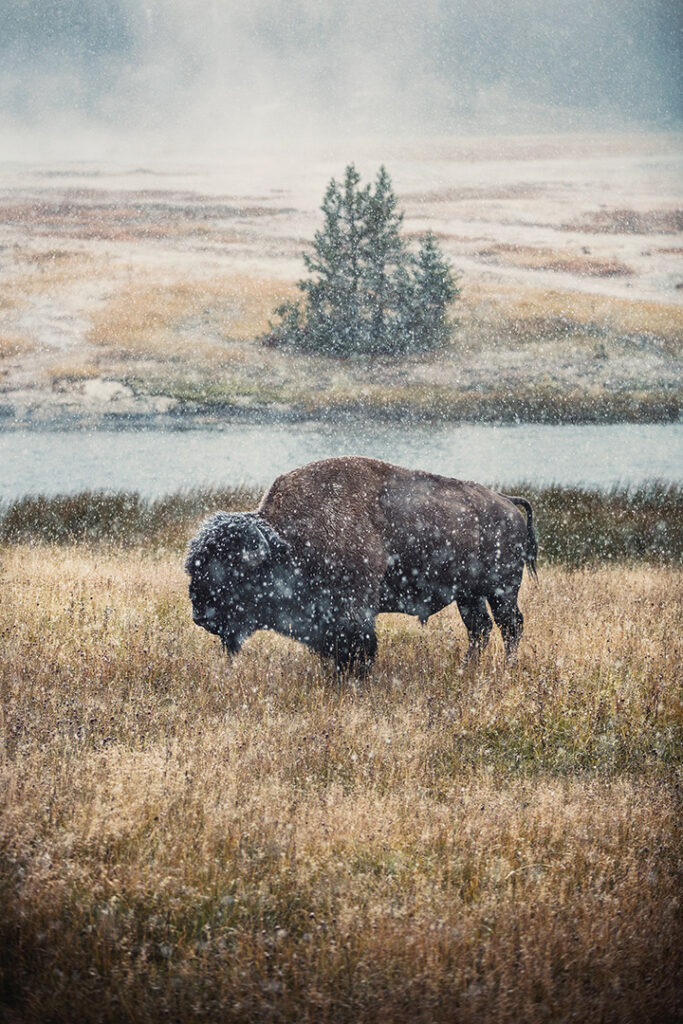 Yellowstone in Winter: Everything You Need to Know for A Spectacular Trip 16 Snowflakes fall on a bison in Yellowstone in winter