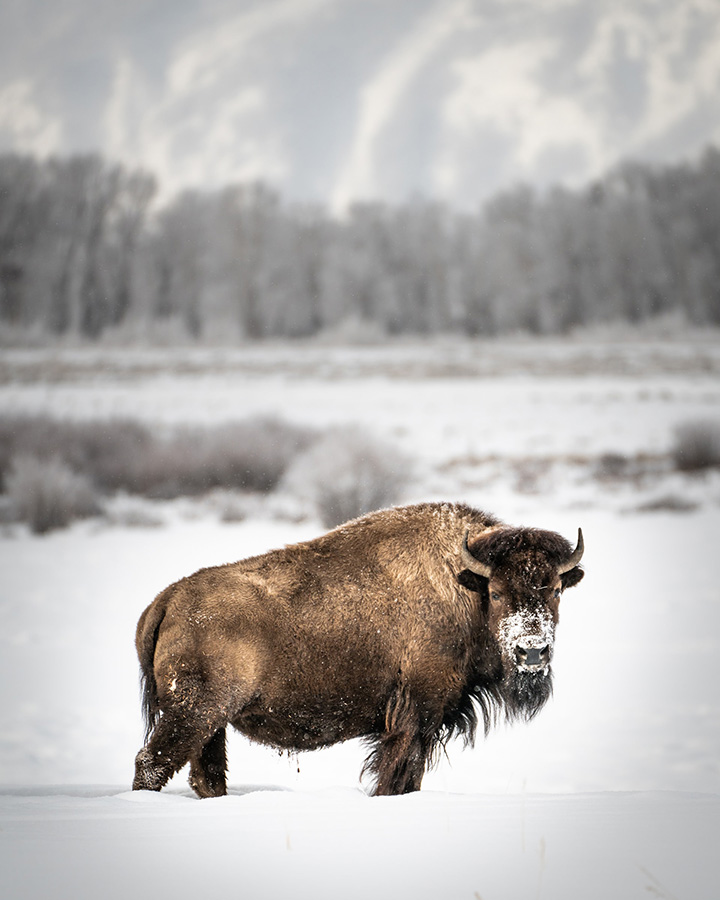 Yellowstone in Winter: Everything You Need to Know for A Spectacular Trip 12 A bison stands in the snow with snow on his nose in Yellowstone in winter