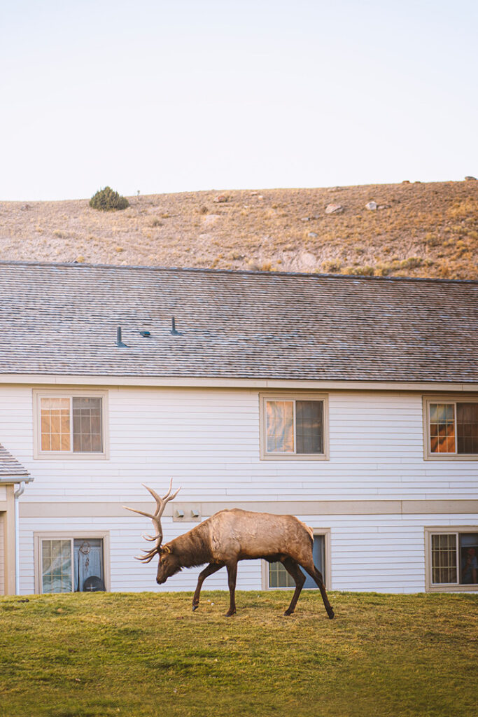 Yellowstone in Winter: Everything You Need to Know for A Spectacular Trip 11 An elk grazes outside a white 2-story building
