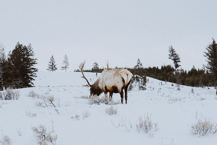 Yellowstone in Winter: Everything You Need to Know for A Spectacular Trip 21 An elk searches through snow to find food in Yellowstone in winter