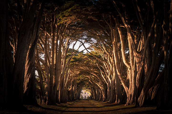20 Incredible Things to Do in Point Reyes National Seashore 16 The Cypress Tree Tunnel, formed by cypress trees curving over a long, straight, paved road, is one of the best things to do in Point Reyes.