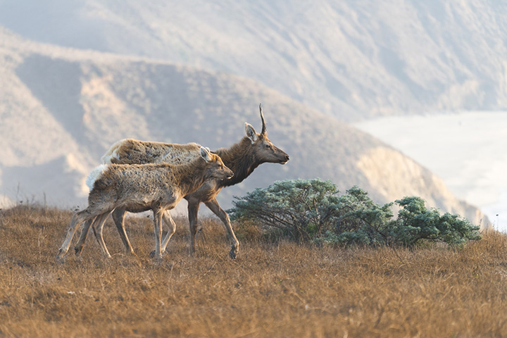 20 Incredible Things to Do in Point Reyes National Seashore 22 Two deer in golden grass above rocky beach cliffs