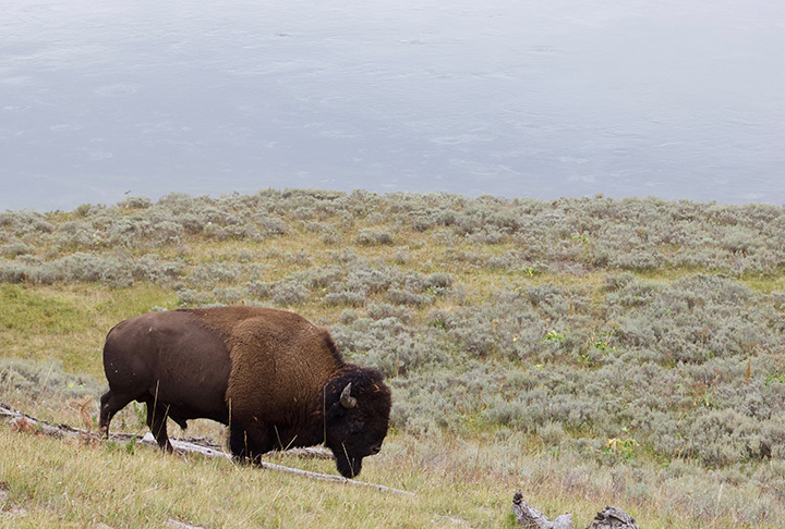Yellowstone Camping Guide: A Comprehensive Breakdown of the 12 Campgrounds in Yellowstone National Park 26 A bison grazes on green grass on a foggy day in Yellowstone National Park