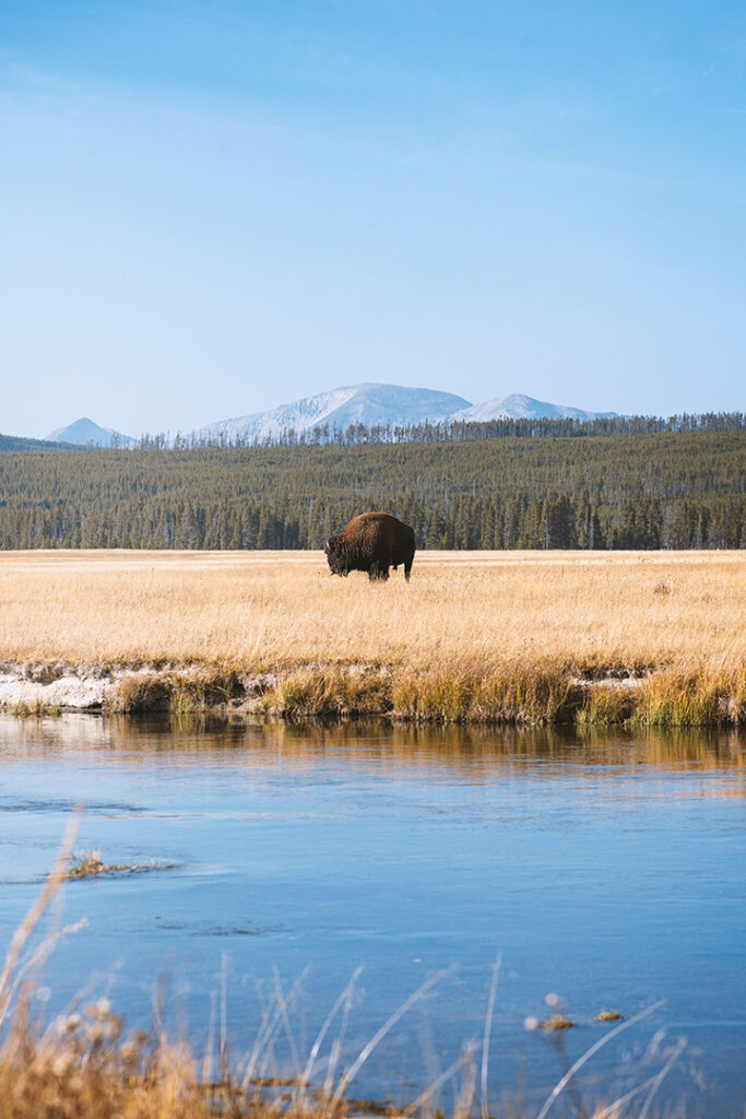 Yellowstone Camping Guide: A Comprehensive Breakdown of the 12 Campgrounds in Yellowstone National Park 4 A bison wanders through a brown field toward water