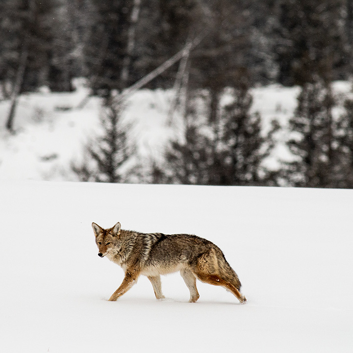 Yellowstone Camping Guide: A Comprehensive Breakdown of the 12 Campgrounds in Yellowstone National Park 5 A Yellowstone coyote walks across the white snow