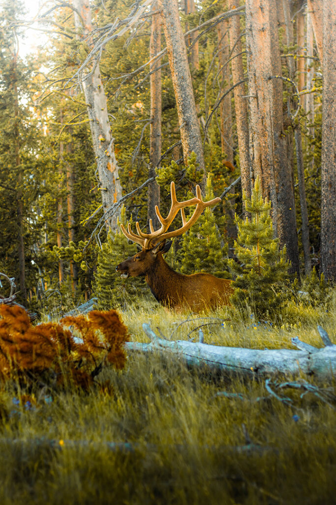 Yellowstone Camping Guide: A Comprehensive Breakdown of the 12 Campgrounds in Yellowstone National Park 13 An elk poling through trees in a dense forest