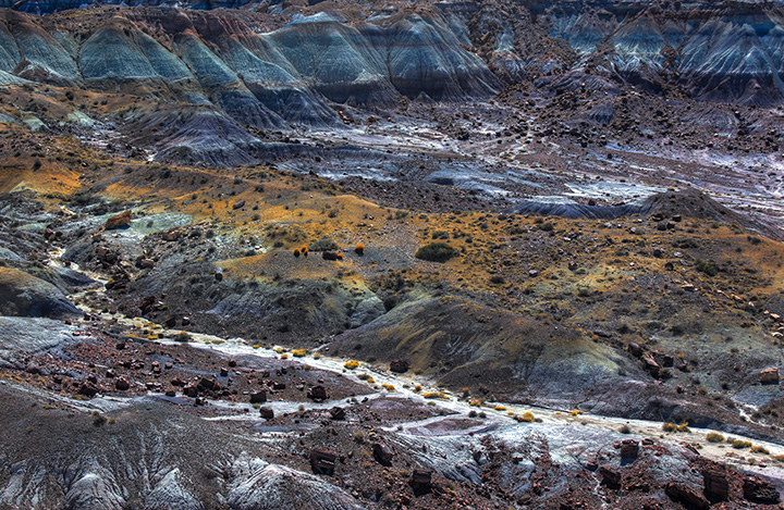 How to Spend One Day in Petrified Forest National Park Itinerary 7 Yellow flowers on the desert floor seen while spending one day in Petrified Forest National Park