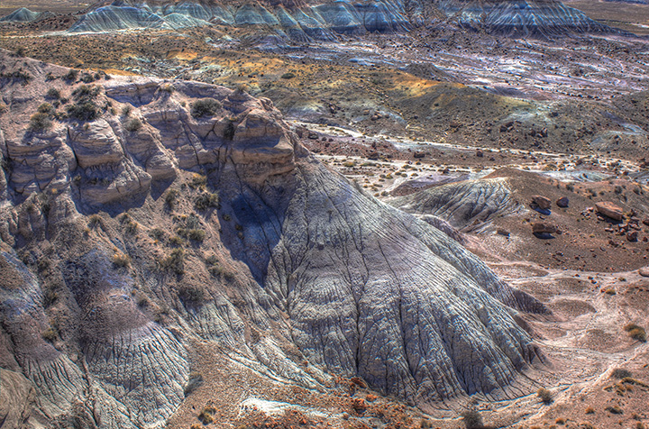 How to Spend One Day in Petrified Forest National Park Itinerary 25 Yellow flowers and green shrubs seen while spending one day in Petrified Forest National Park