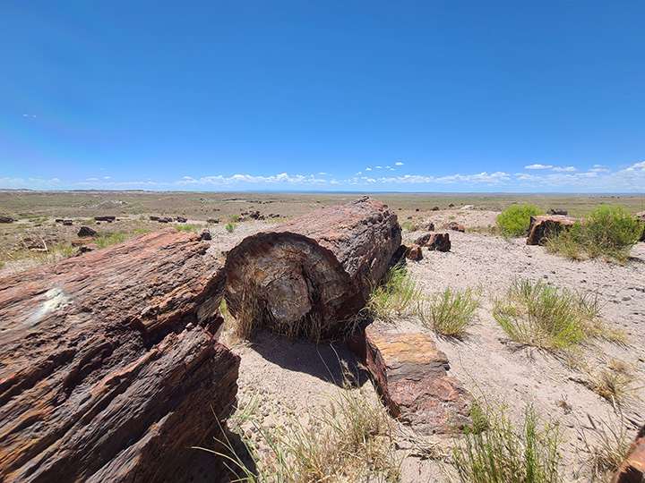 How to Spend One Day in Petrified Forest National Park Itinerary 5 Petrified trees laying in the dirt seen while spending one day in Petrified Forest National Park