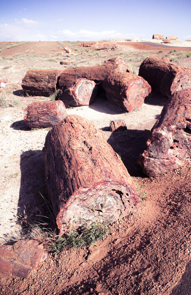 How to Spend One Day in Petrified Forest National Park Itinerary 10 Petrified wood laying in the sand seen while spending one day in Petrified Forest National Park