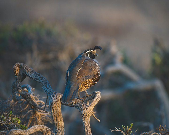 Alamere Falls Hike: The Ultimate Guide for Hiking to One of California’s Bucket-List Waterfalls 14 A California Quail resting in a tree
