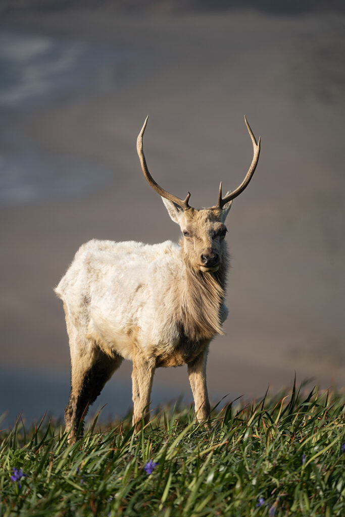 Alamere Falls Hike: The Ultimate Guide for Hiking to One of California’s Bucket-List Waterfalls 6 A Tule elk standing in grass near the beach