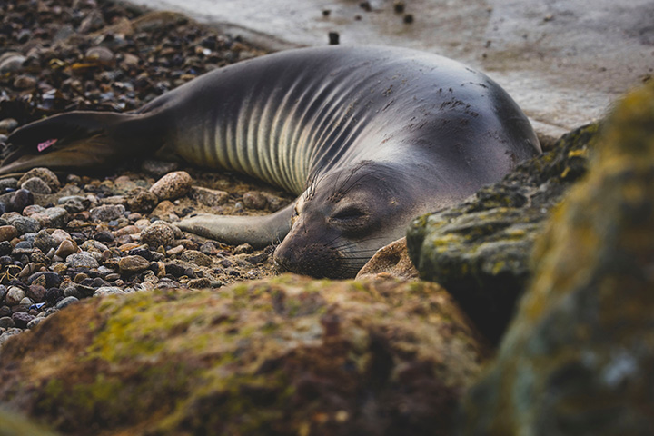 Alamere Falls Hike: The Ultimate Guide for Hiking to One of California’s Bucket-List Waterfalls 16 A seal rests in the sand